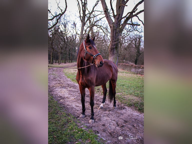 Westfalisk häst Sto 4 år 176 cm Brun in Wesel