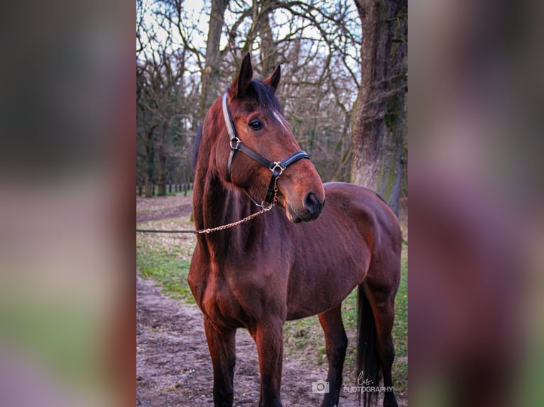 Westfalisk häst Sto 4 år 176 cm Brun in Wesel