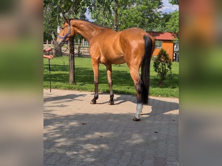 Westfalisk häst Sto 4 år in Békéscsaba
