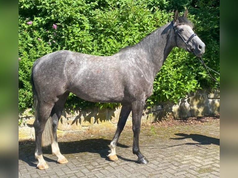 Westfalisk häst Sto 5 år 162 cm Grå-blå-brun in Paderborn