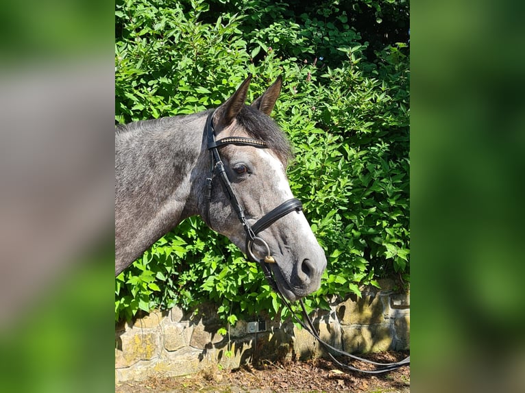 Westfalisk häst Sto 5 år 162 cm Grå-blå-brun in Paderborn