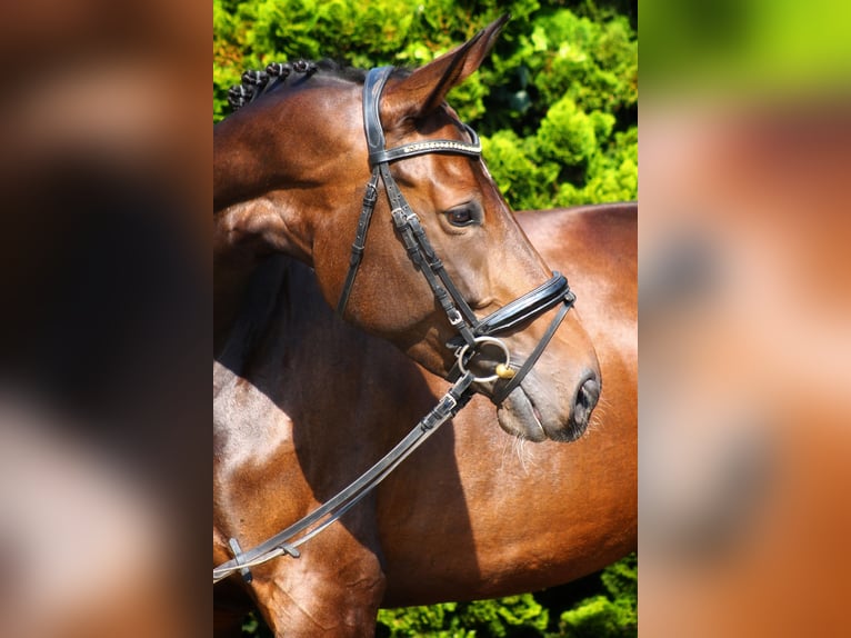 Westfalisk häst Sto 5 år 164 cm Brun in Datteln