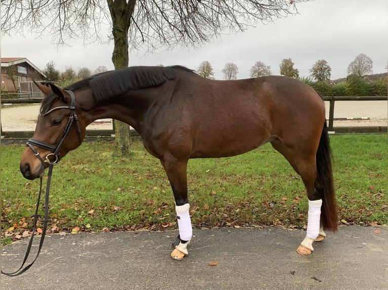 Westfalisk häst Sto 5 år 164 cm Mörkbrun in Rosendahl