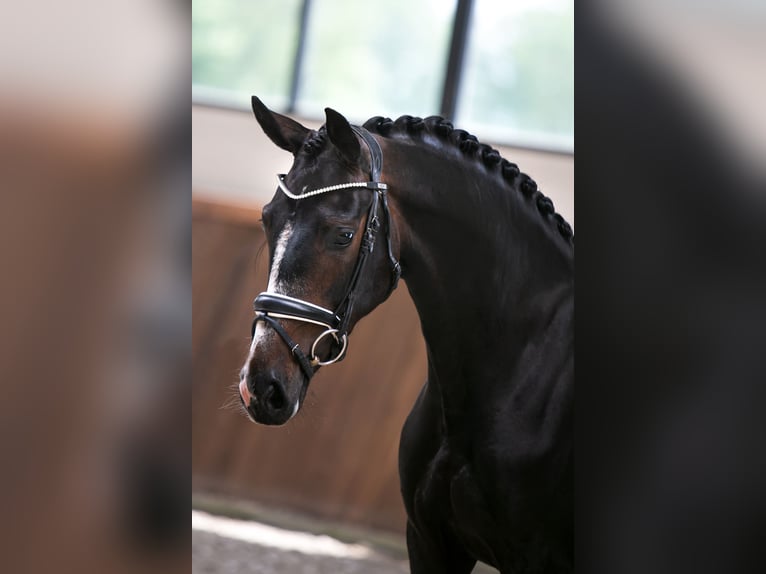 Westfalisk häst Sto 5 år 164 cm Mörkbrun in Hörstel