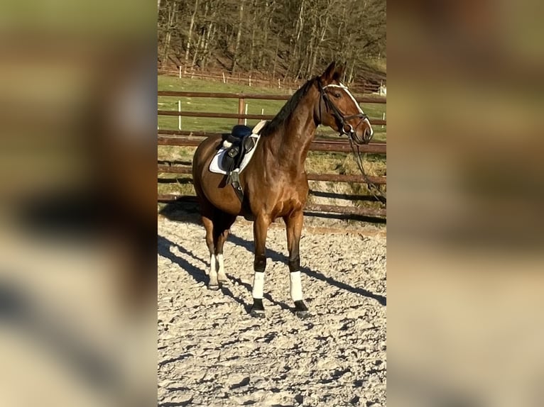 Westfalisk häst Sto 5 år 165 cm Brun in Schenklengsfeld