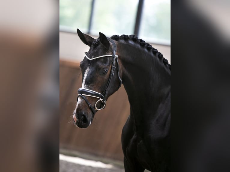 Westfalisk häst Sto 5 år 165 cm Mörkbrun in Hörstel