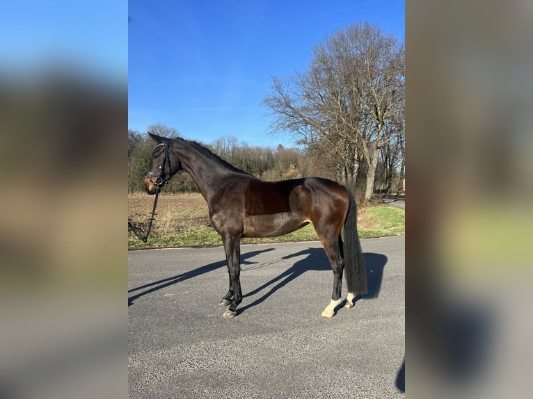 Westfalisk häst Sto 5 år 165 cm Mörkbrun in Kerpen