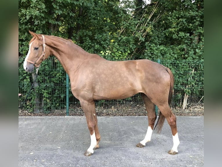 Westfalisk häst Sto 5 år 166 cm fux in Verl
