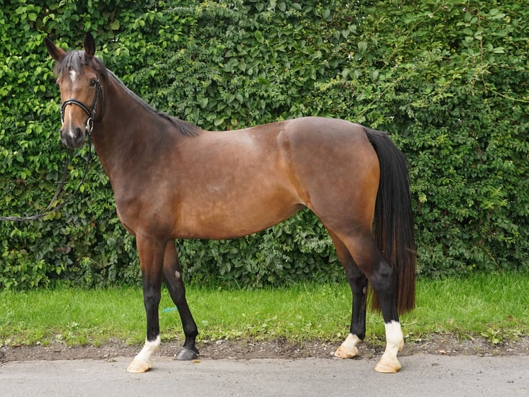 Westfalisk häst Sto 5 år 166 cm Mörkbrun in Sendenhorst