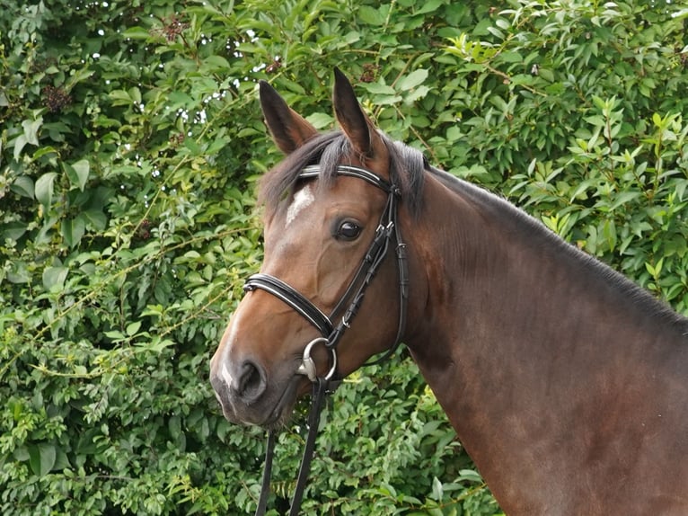 Westfalisk häst Sto 5 år 166 cm Mörkbrun in Sendenhorst