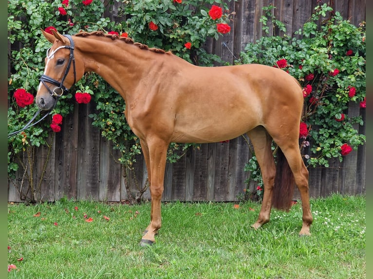 Westfalisk häst Sto 5 år 167 cm fux in Wysin