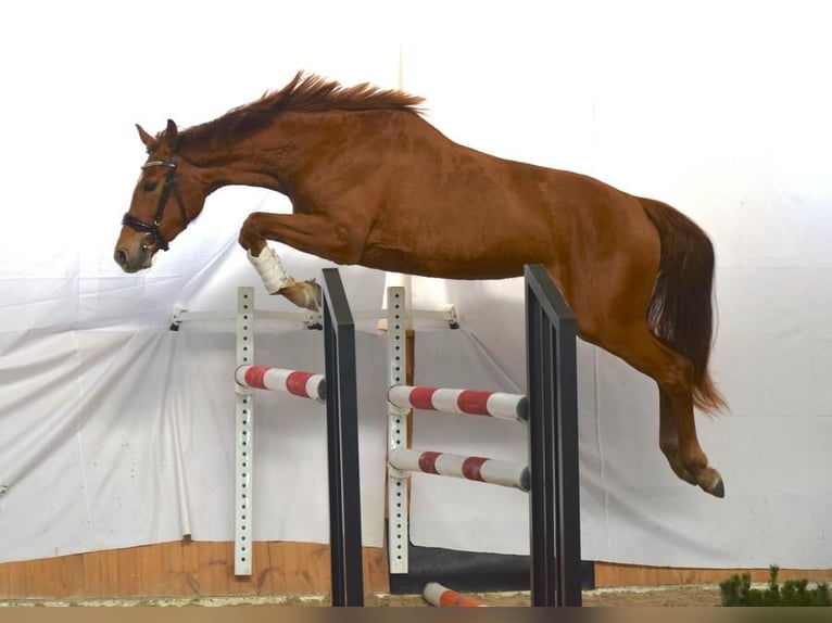 Westfalisk häst Sto 5 år 167 cm fux in Lassahn