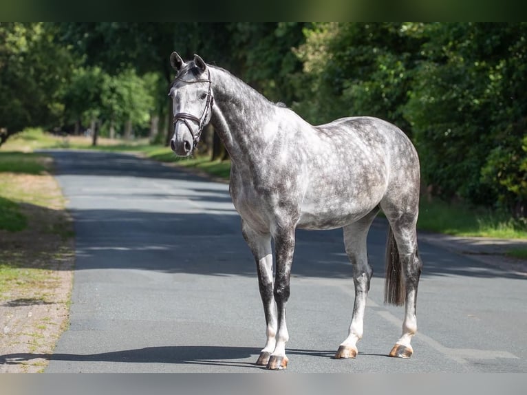 Westfalisk häst Sto 5 år 167 cm Grå in Geestland