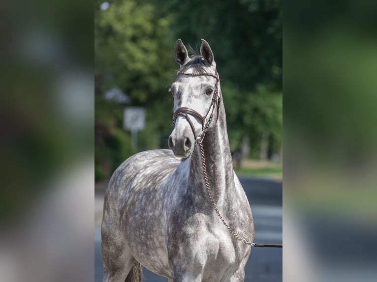 Westfalisk häst Sto 5 år 167 cm Grå in Geestland