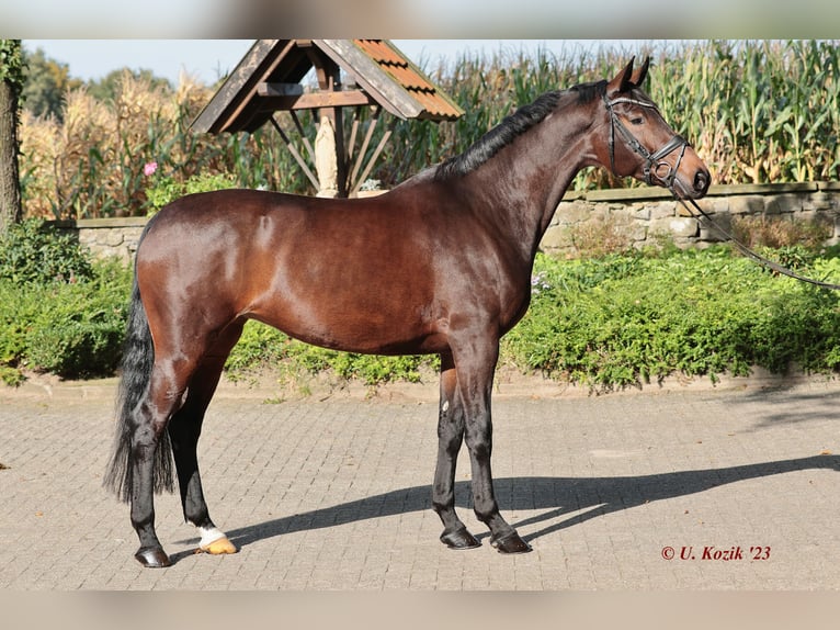 Westfalisk häst Sto 5 år 167 cm Mörkbrun in Ibbenbüren