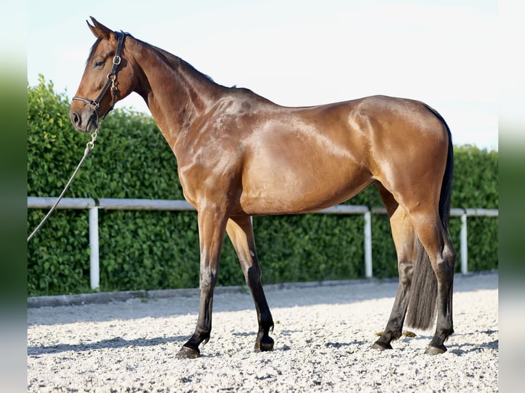 Westfalisk häst Sto 5 år 168 cm Brun in Neustadt (Wied)