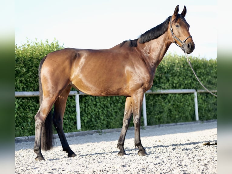 Westfalisk häst Sto 5 år 168 cm Brun in Neustadt (Wied)