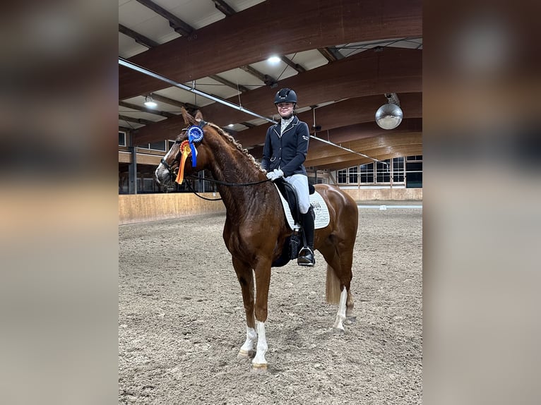 Westfalisk häst Sto 5 år 168 cm fux in Coesfeld