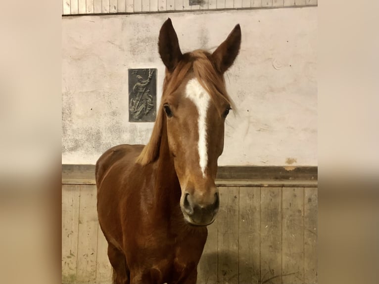 Westfalisk häst Sto 5 år 168 cm fux in Viersen