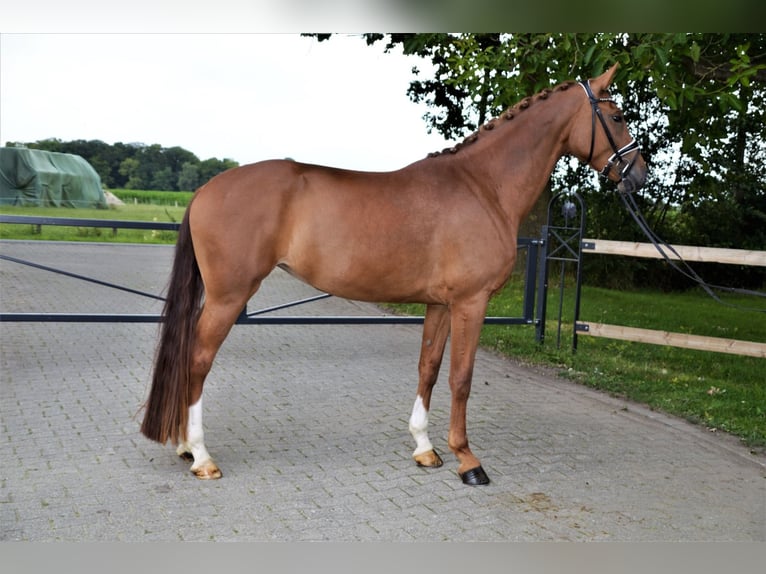 Westfalisk häst Sto 5 år 170 cm fux in Nottuln