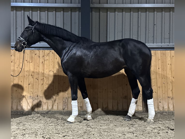Westfalisk häst Sto 5 år 170 cm Mörkbrun in Hohenhameln