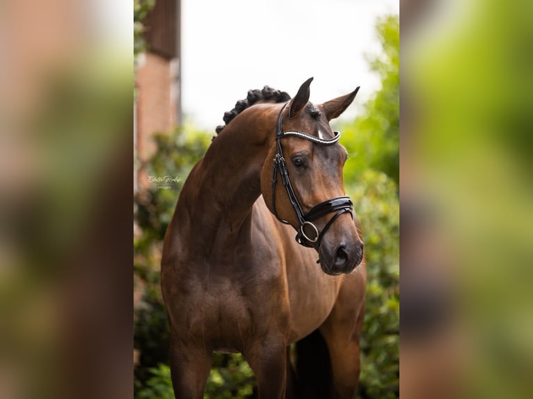 Westfalisk häst Sto 5 år 170 cm Mörkbrun in Hörstel