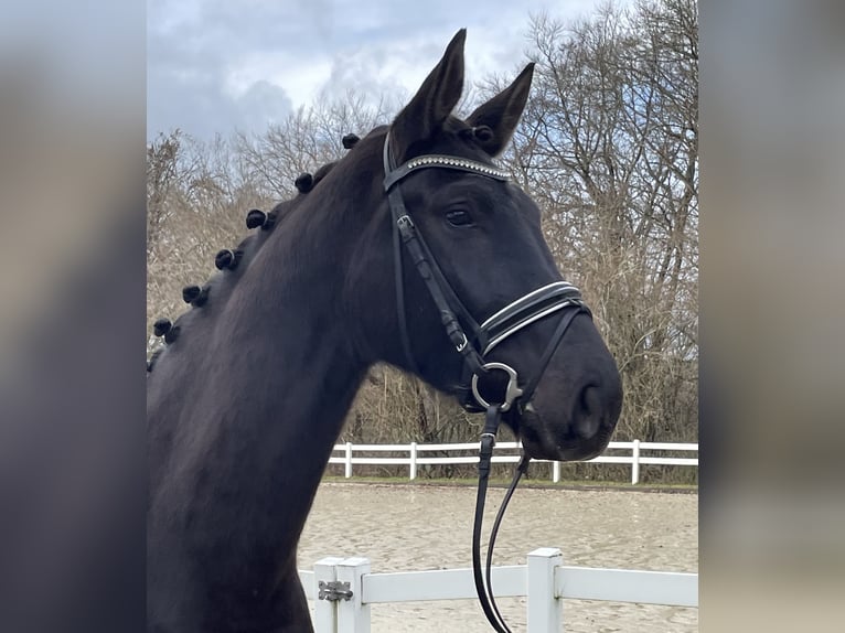 Westfalisk häst Sto 5 år 170 cm Rökfärgad svart in Niederkassel