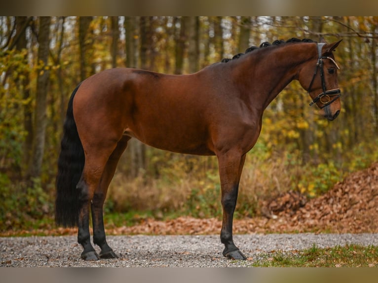 Westfalisk häst Sto 5 år 171 cm Brun in Wehringen