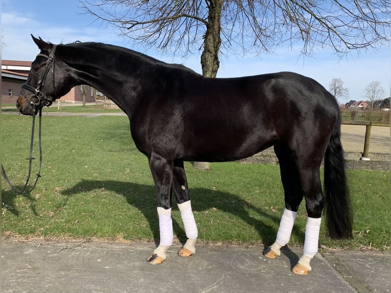 Westfalisk häst Sto 5 år 172 cm Rökfärgad svart in Rosendahl