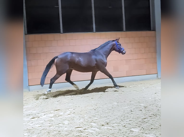 Westfalisk häst Sto 5 år 174 cm Brun in Lage