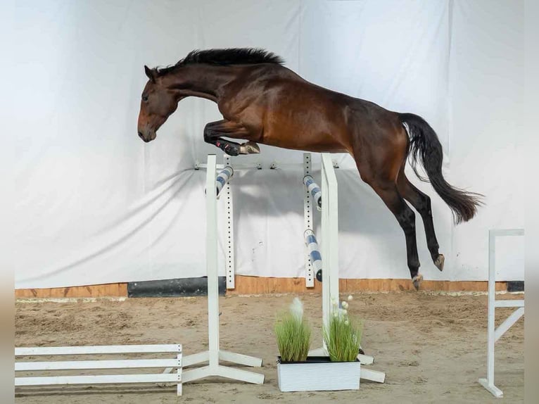 Westfalisk häst Sto 5 år 174 cm Brun in Wysin