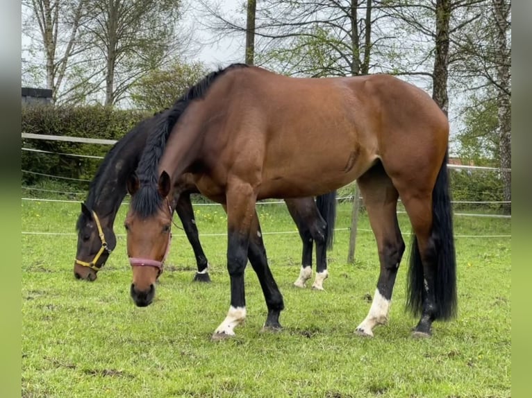 Westfalisk häst Sto 5 år 175 cm Brun in Weißenhorn