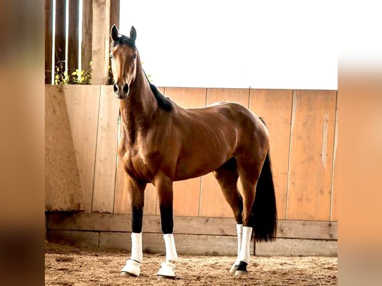 Westfalisk häst Sto 5 år 175 cm Brun in Weißenhorn
