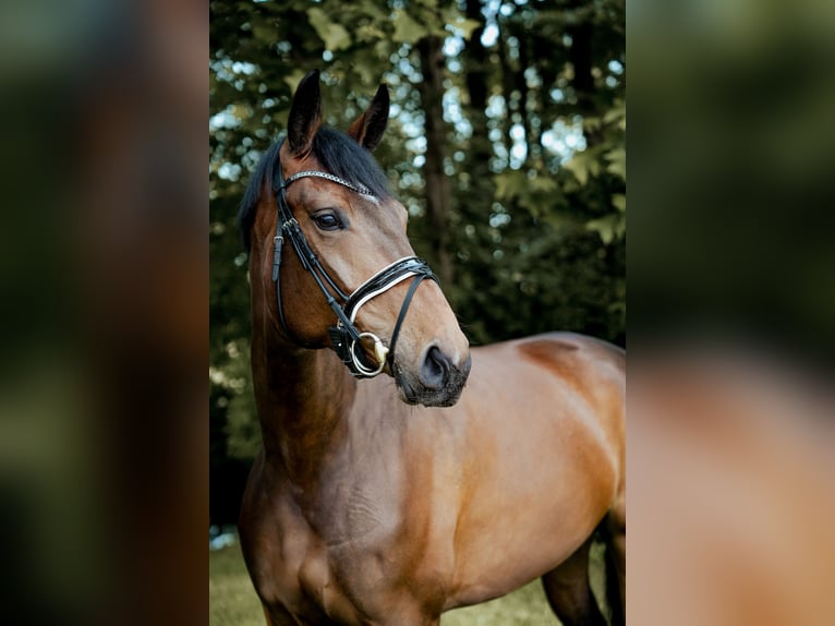 Westfalisk häst Sto 5 år 179 cm Brun in Hörstel