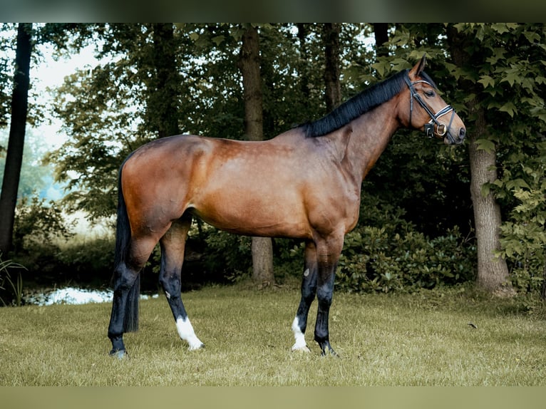 Westfalisk häst Sto 5 år 179 cm Brun in Hörstel