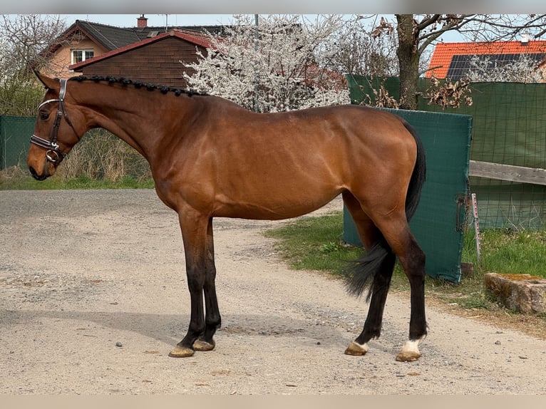 Westfalisk häst Sto 5 år Brun in Lipnik