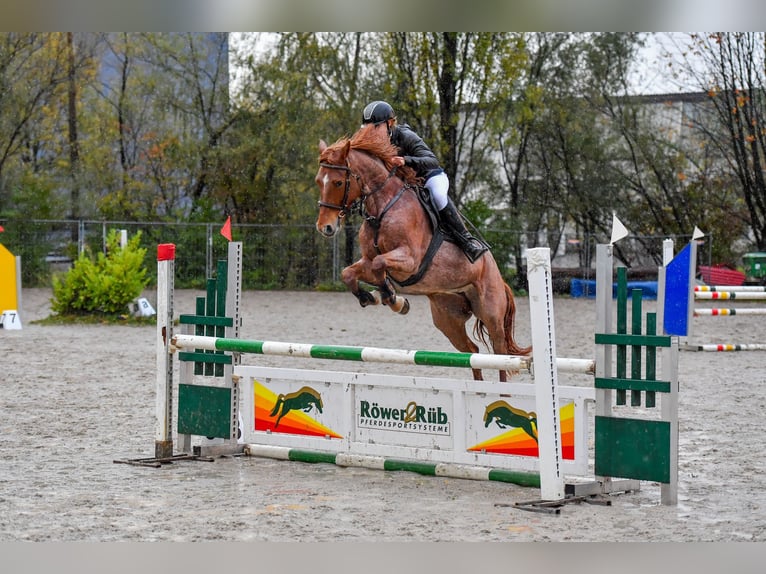 Westfalisk häst Sto 6 år 154 cm Rödskimmel in Schlins