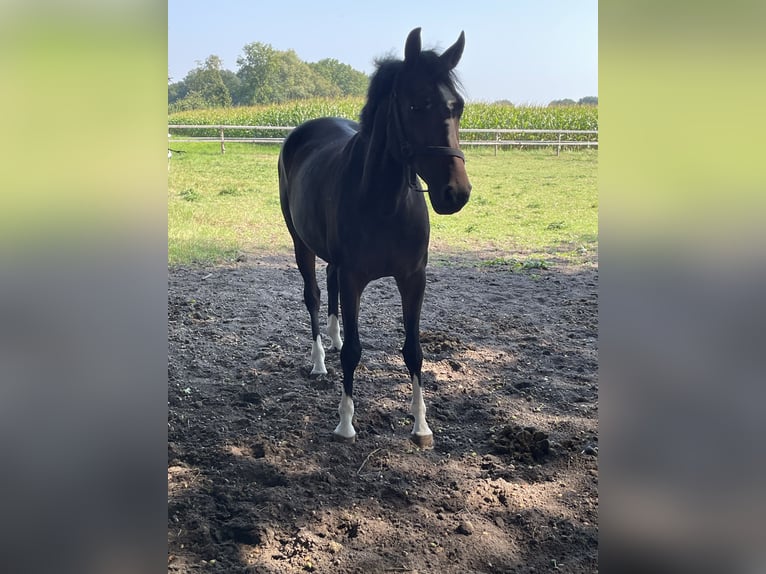 Westfalisk häst Sto 6 år 158 cm Rökfärgad svart in Versmold