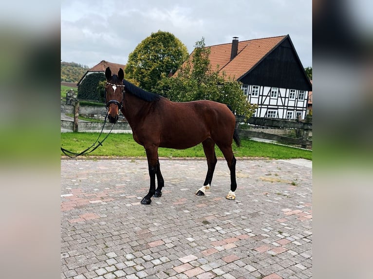 Westfalisk häst Sto 6 år 162 cm Brun in Bad Pyrmont