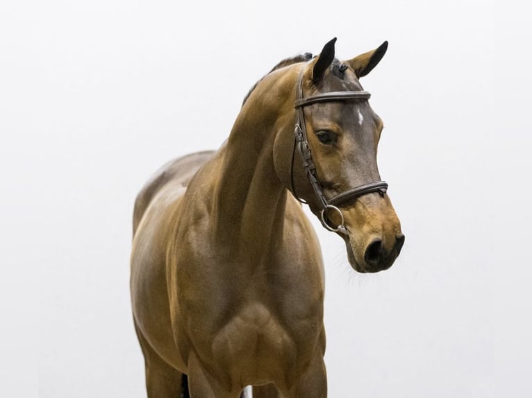 Westfalisk häst Sto 6 år 163 cm Brun in Lünen