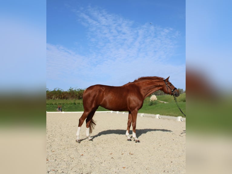 Westfalisk häst Sto 6 år 164 cm fux in Recklinghausen