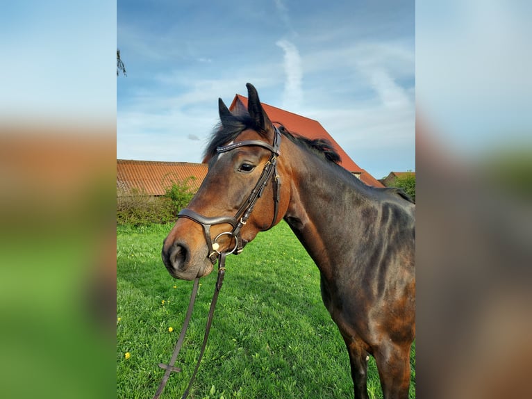 Westfalisk häst Sto 6 år 164 cm Mörkbrun in Vahlbruch