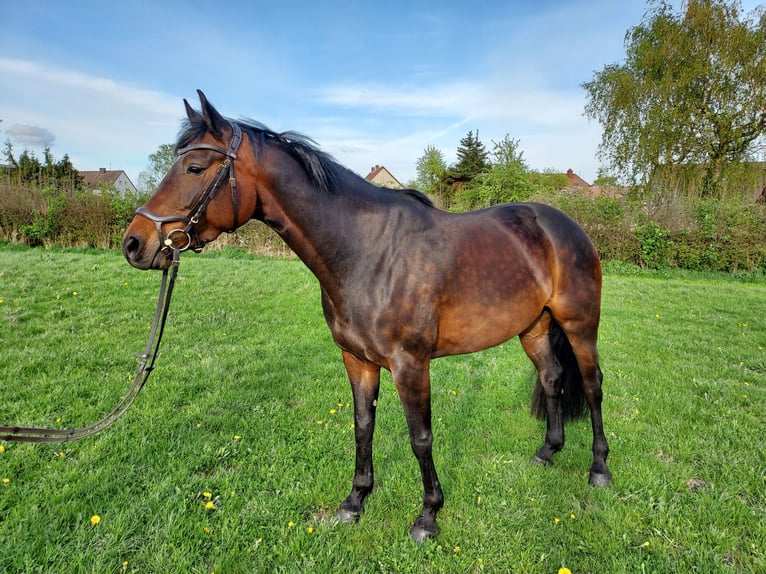 Westfalisk häst Sto 6 år 164 cm Mörkbrun in Vahlbruch