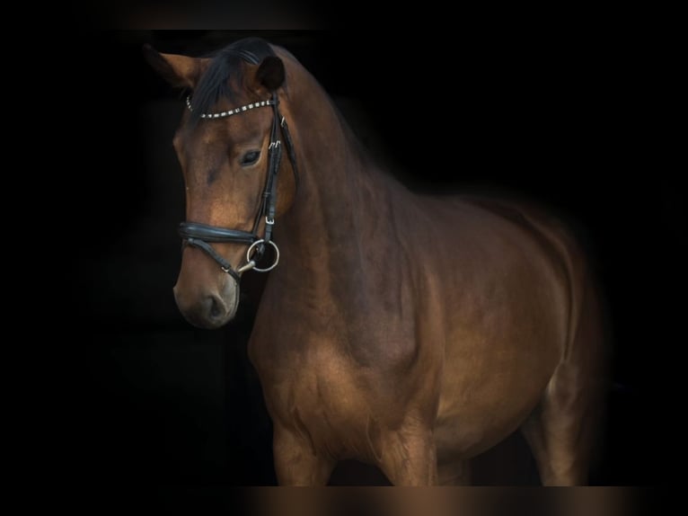 Westfalisk häst Sto 6 år 165 cm Brun in Mladá Boleslav