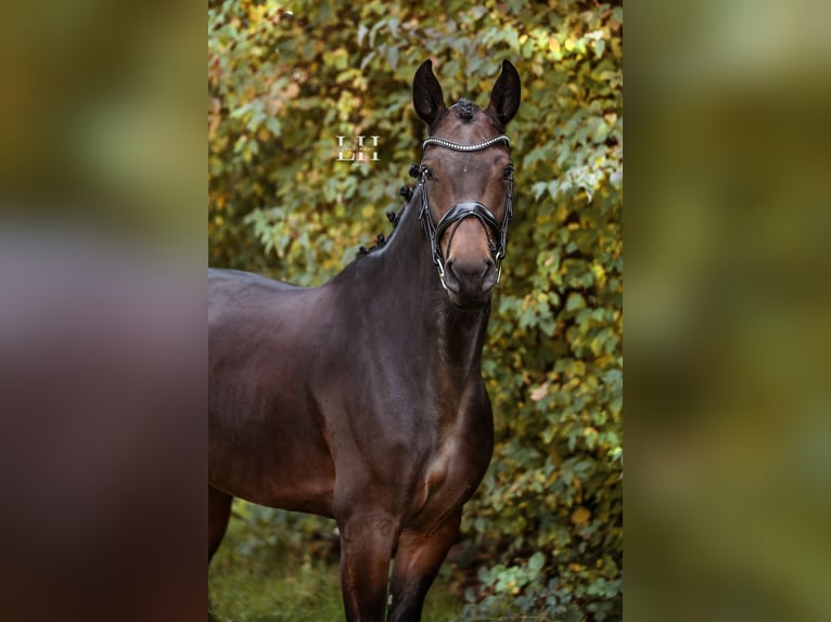 Westfalisk häst Sto 6 år 168 cm Brun in Ratingen