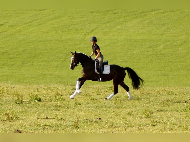Westfalisk häst Sto 6 år 168 cm Mörkbrun in Iserlohn