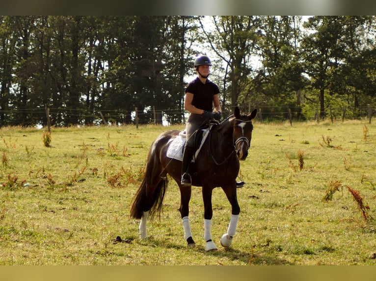 Westfalisk häst Sto 6 år 168 cm Mörkbrun in Iserlohn