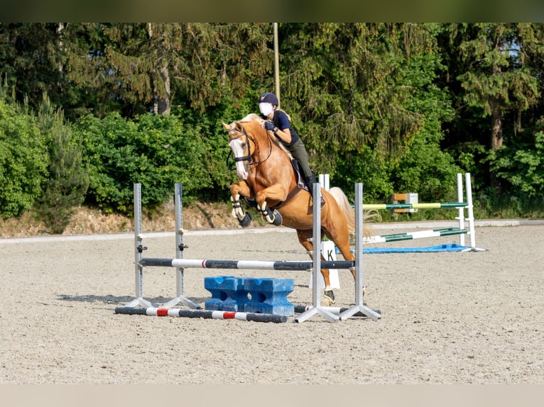 Westfalisk häst Sto 6 år 168 cm Palomino in Trittau
