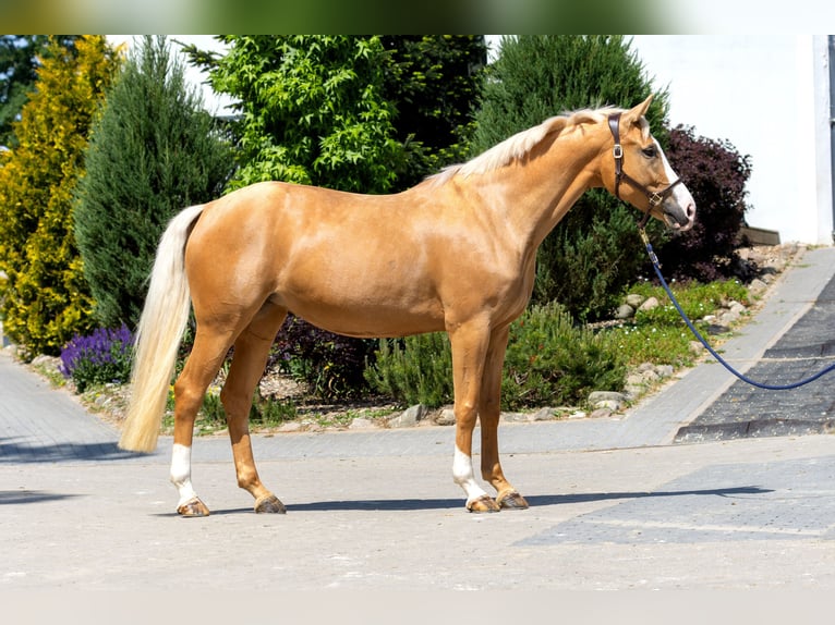 Westfalisk häst Sto 6 år 168 cm Palomino in Trittau