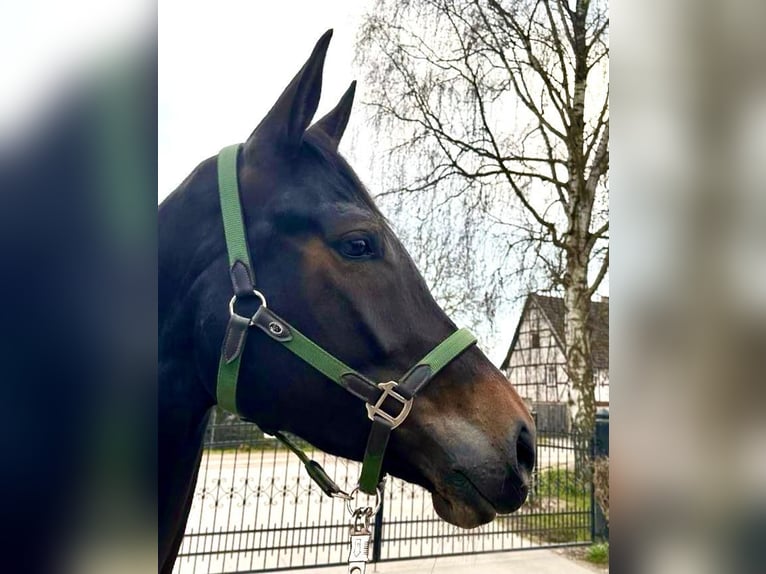 Westfalisk häst Sto 6 år 168 cm Rökfärgad svart in Sangerhausen